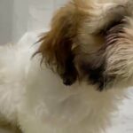 SHIHTZU PURE BREED MALE PUPPY AVAILABLE in Dubai