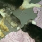 Husky Alaskan Malamute Puppies in Dubai