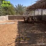 Halal naimi in Al Ain