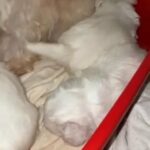 Maltese Puppies in Dubai