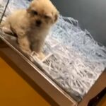 Maltipoo نوع شرير in Dubai