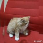 Persian kittens in Abu Dhabi