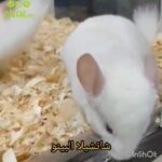 Albino chinchillas in Al Ain