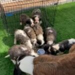 Saint Bernard Puppies For Sale in Dubai