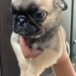 Pug Male Puppy in Dubai