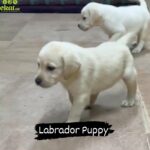 Labrador puppies in Abu Dhabi
