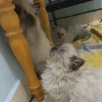 Himalayan Female Kitten in Abu Dhabi