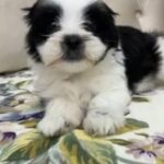 Tiny Adorable Puppy in Dubai