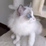 Ragdoll Cat in Dubai