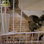 Sugar Glider with cage in Al Ain