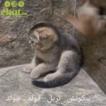 Scottish Fold Gold in Al Ain