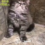 Scottish fold male pure in Abu Dhabi