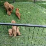 female toy poodle in Ajman