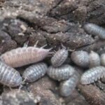 Tropical Woodlice Culture in Dubai