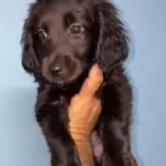 Labrador Puppy’s in Dubai