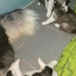 Alaskan Malamute in Dubai