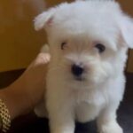 Maltese Puppy’s in Dubai