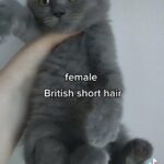 female xxl bones kitten available in Dubai