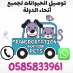 pet transport available in nice and sanitised car in Dubai