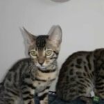 3 month Bengal kittens in Al Ain