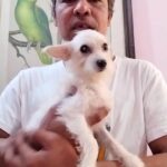 Pet Parent Testimonial - Zandro Billardo - UAE in Dubai