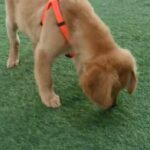 male golden retriver pure in Abu Dhabi