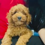 Toy poodle in Dubai