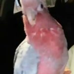 galah in Sharjah