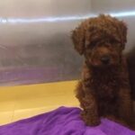 Toy Poodle Female in Dubai