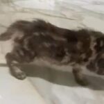 Maincoon Kitten in Dubai