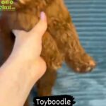 Toy boodle in Dubai