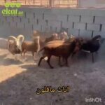 Female mafloun and male Ibex yurak in Al Ain
