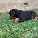 Doberman Puppy Top Quality in Al Ain