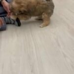 shih tzu puppies in Abu Dhabi