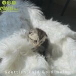 Scottish Fold Gold male in Dubai