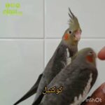 Gray cockatiel in Al Ain