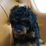 Black And Tan Toy Poodle in Dubai