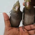 Good friendly tamed Cockatiel in Umm Al Quwain