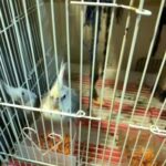 Cockatiel White Face Urgent Sale in Sharjah