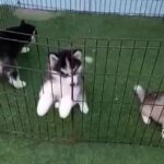 Husky Alaskan Malamute Puppies in Dubai
