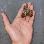 Giant African snail in Sharjah