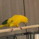 Golden conure in Dubai