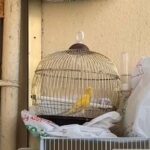 Canary number 5 type Syrian tweet fire ready for production beautiful colors for sale price 600 in Sharjah