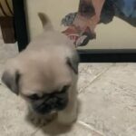 pug male puppy in Dubai