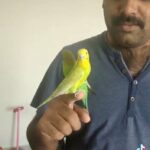 Tamed budgies pair in Abu Dhabi