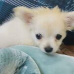 Female Chihuahua 2 Months in Dubai