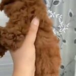 Offer On Toy Poodle in Dubai