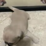 pug male puppy in Dubai