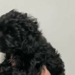 Maltipoo available🐶🐶🐶 in Dubai