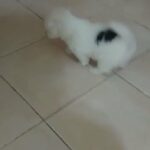 havanese female mini in Dubai